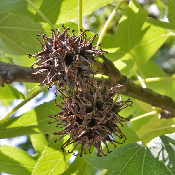 sweet gum tree seeds