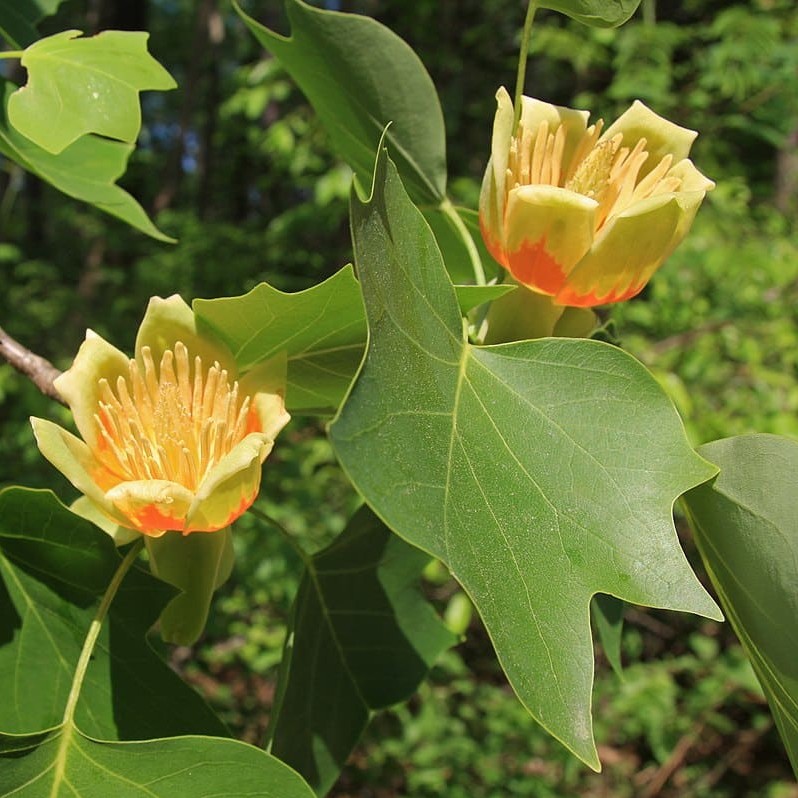 tulip tree flower