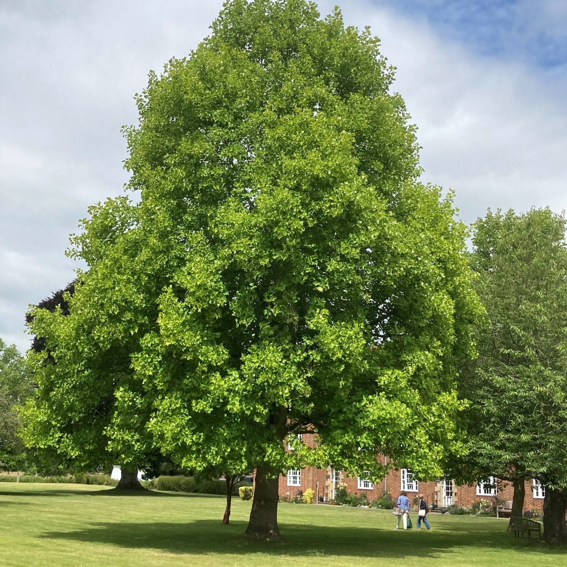 tulip tree