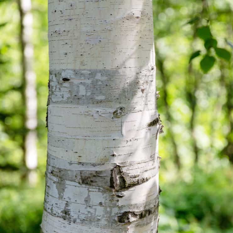 close-up of white birch bark