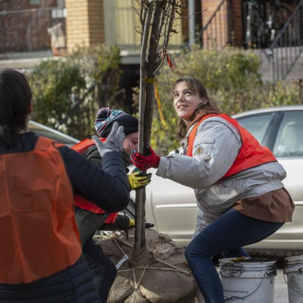 Students work together to plant a tree in the city