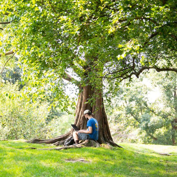 Student sits under a tree on campus