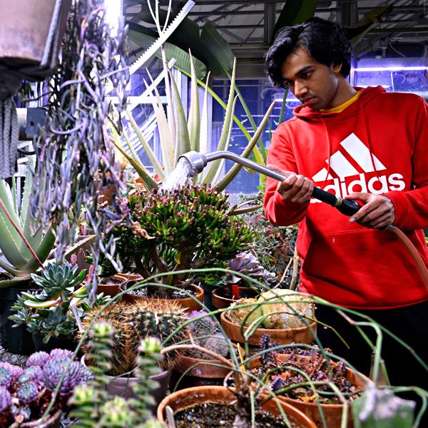 A student waters plants in a greenhouse. 