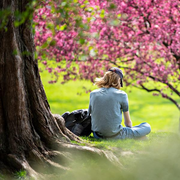 A person sits underneath a tree as flowers bloom. 
