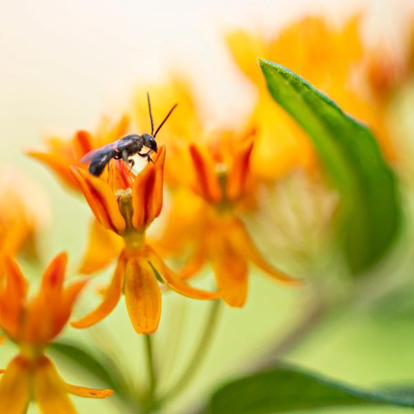 A bee pollinates a plant.