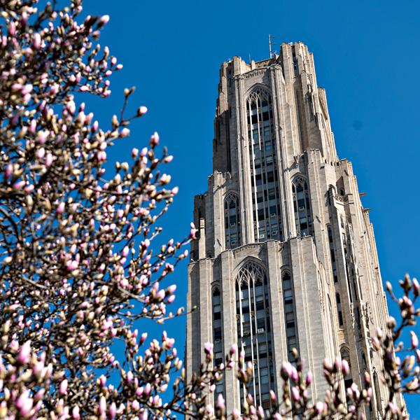 The Cathedral of Learning with a bright blue sky and magnolia tree.