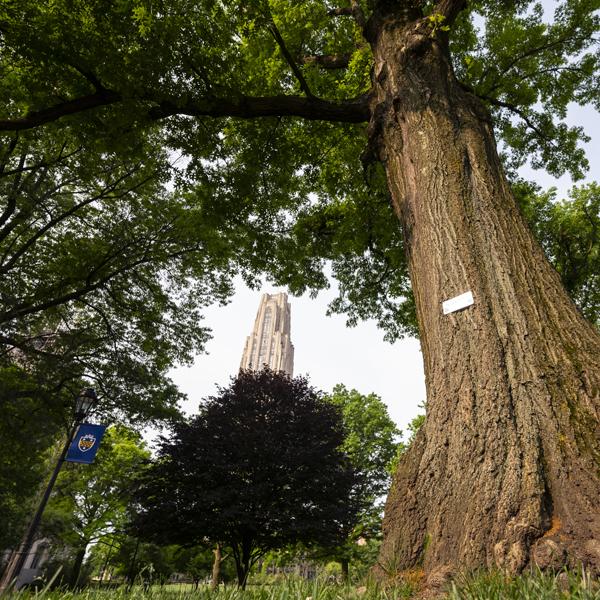 ground shot of a large tree with the cathedral in the background