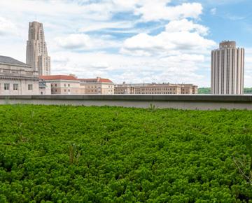 campus green roof