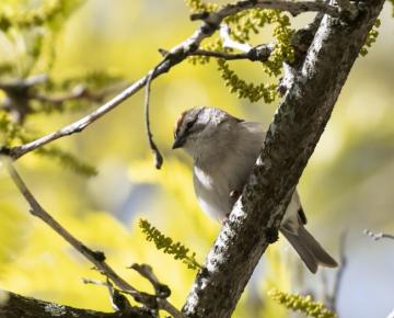 sparrow sitting on a branch