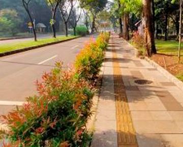 row of plants next to a sidewalk 