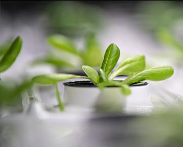 Greens placed on a white table