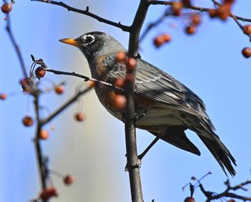 A bird sits on a tree branch on Pitt's Oakland Campus. 