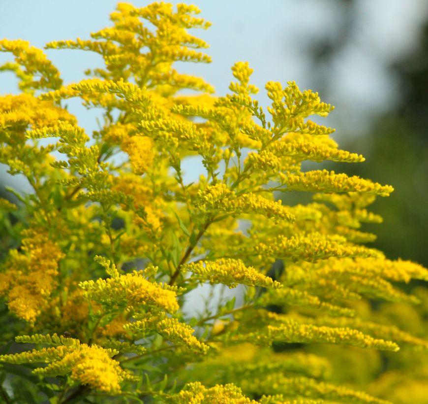 Seaside Goldenrod