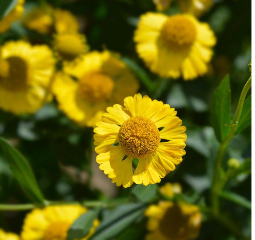 Sneezeweed
