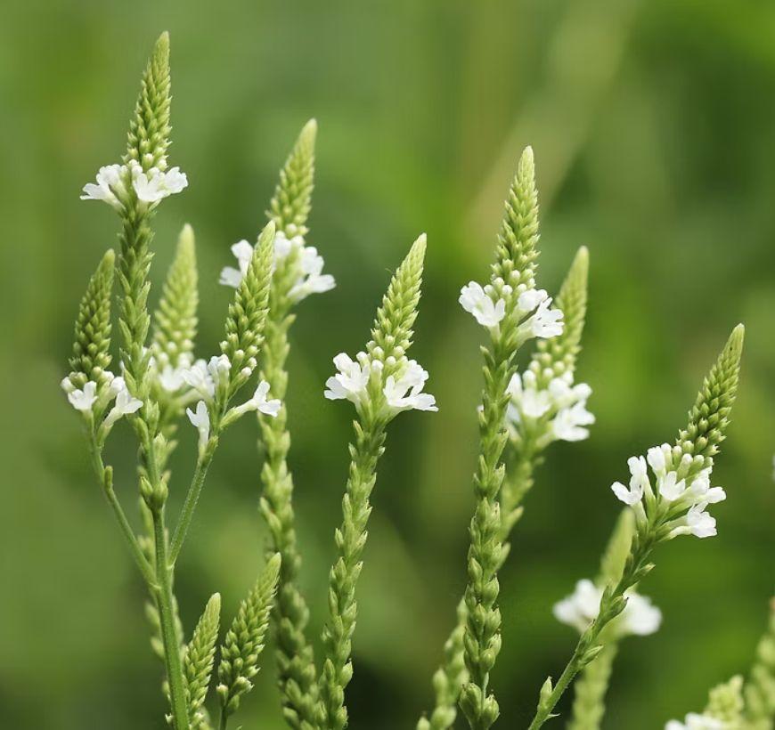 White Vervain 