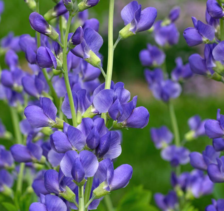 Wild Indigo