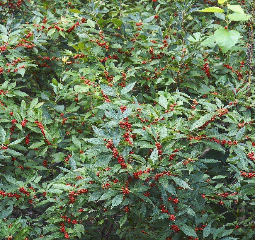 Winterberry Shrub