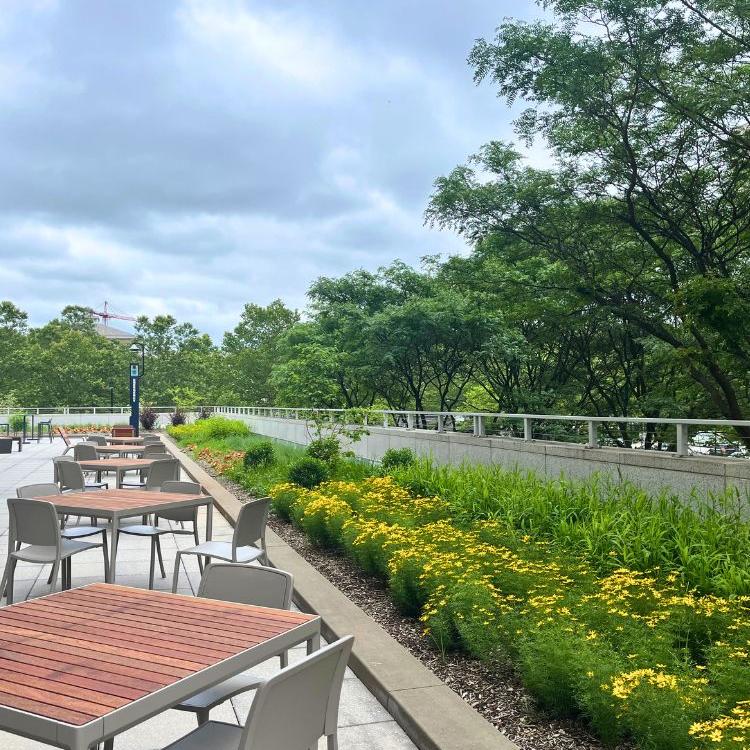 Hillman Library Green Roof
