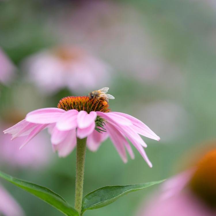 Bee on a flower