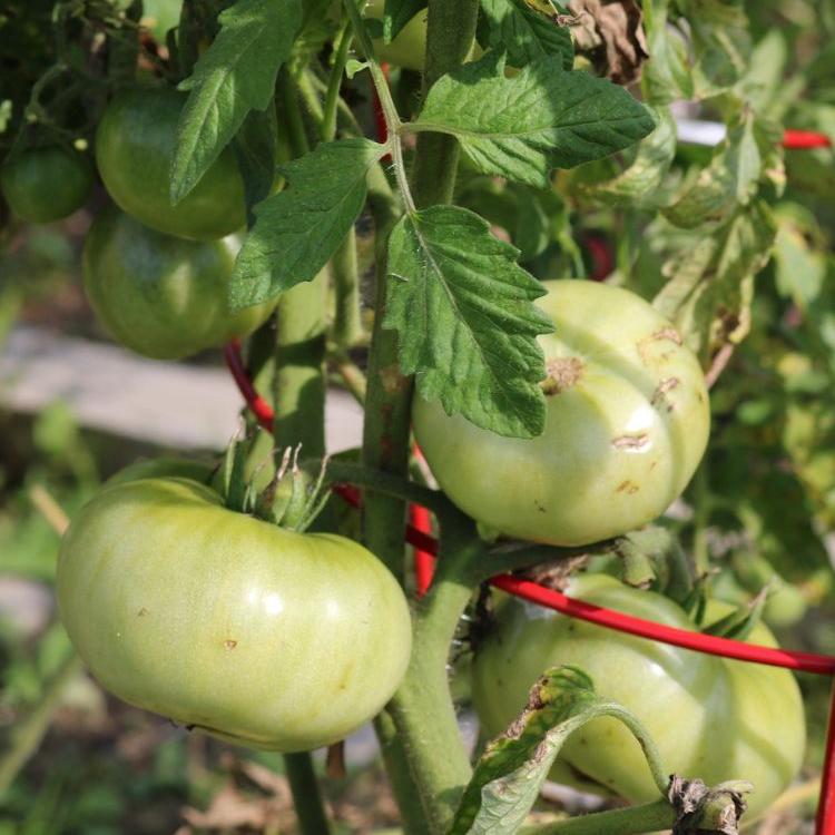 Green tomatoes