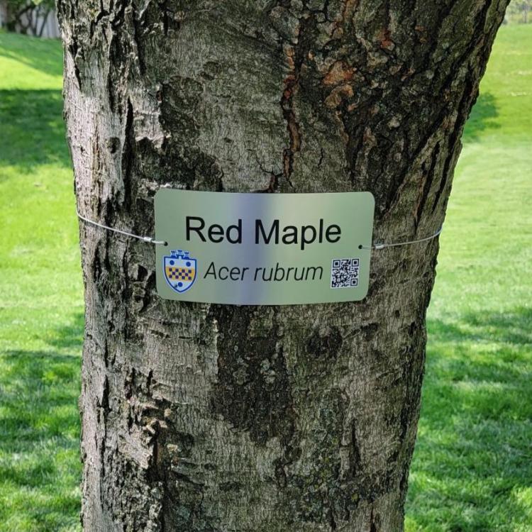 close up of identification tag on a red maple