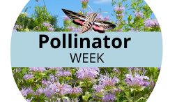 2022 Pollinator Week icon